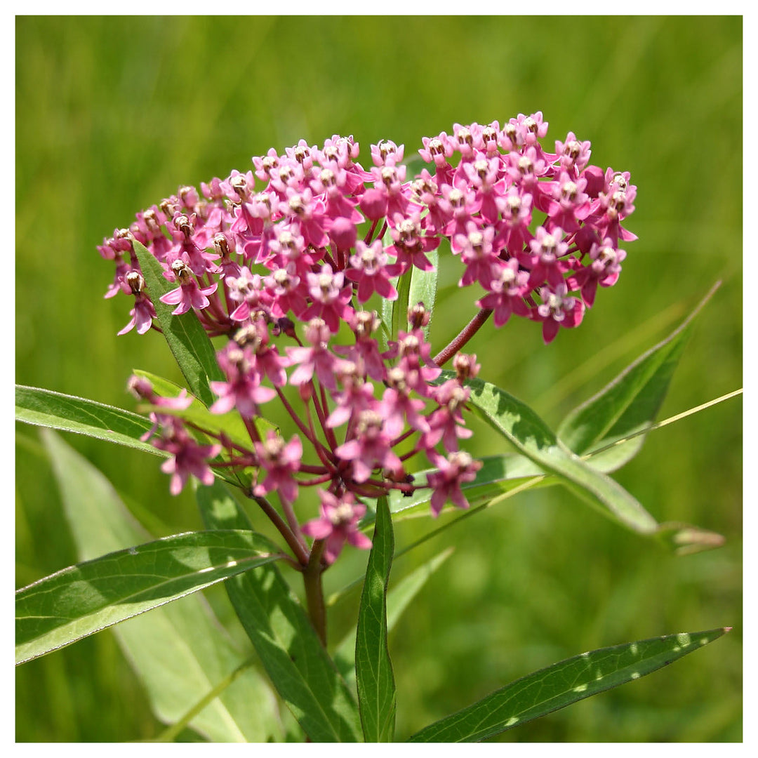 Milkweed Asclepias Syriaca Swamp Native Wildflower For Planting Pollinator Friendly Variety For | Neera Seeds product photo [neera-v4-0d1a87534184352bb4ae]