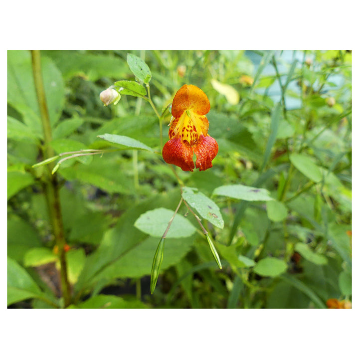 Heirloom Jewelweed Flower Seeds for Planting – Non-GMO, High Germination Organic Wildflower Garden Seeds | Neera Seeds product photo [neera-v4-0d2b8385de68a80564ed]