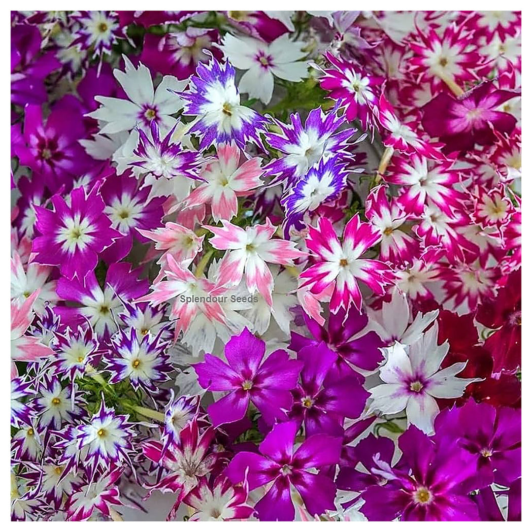 Phlox Twinkle Star Flower Phlox Paniculata Planting Flower Bed And Garden Flower Seeds | Neera Seeds product photo [neera-v4-0d387634d72074612ad1]