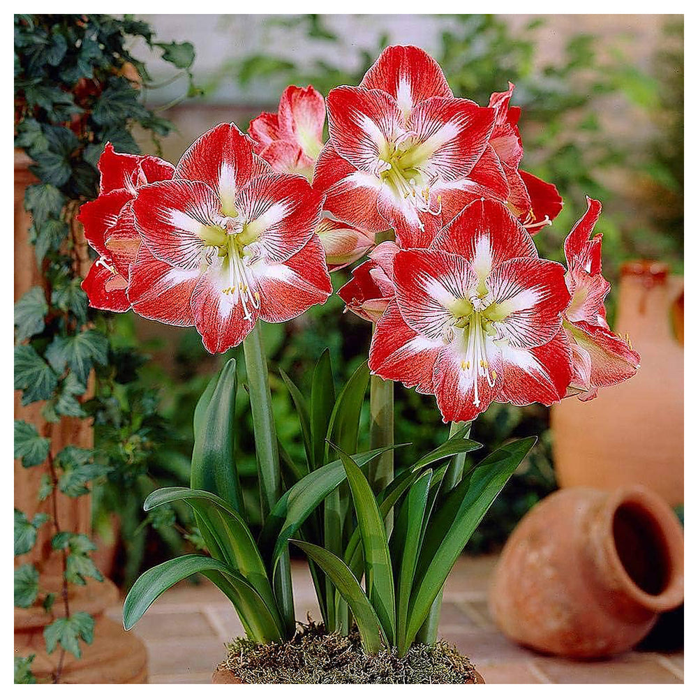Amaryllis Red & White Flower Seeds for Planting – Heirloom, Non-GMO, Organic Garden Seeds, High Germination Blooms | Neera Seeds product photo [neera-v4-0d41e378342d43a752f0]