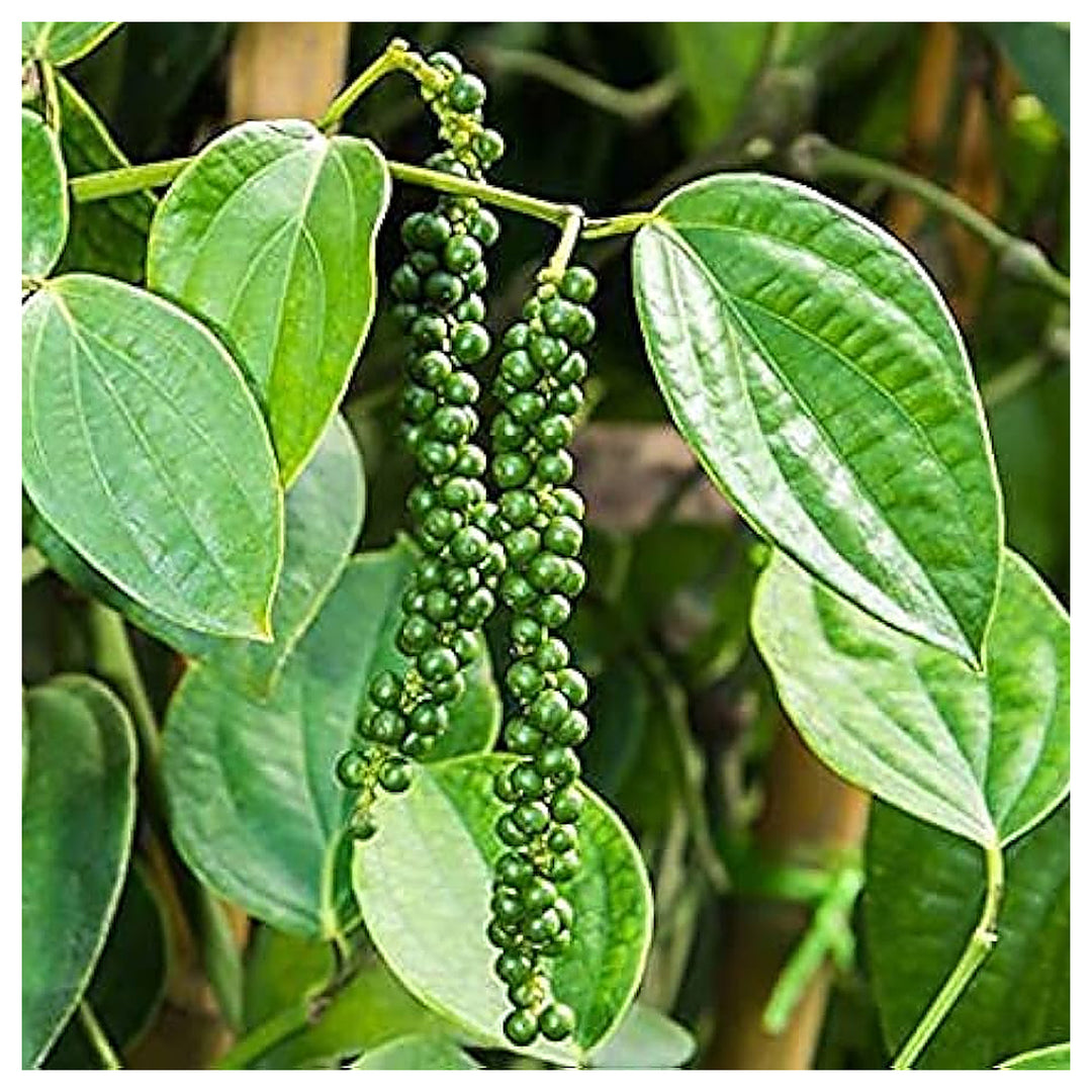 Green Piper Nigrum Plant Seeds – Pepper Plant Seeds, Heirloom & Non-GMO Seeds for Planting | Neera Seeds product photo [neera-v4-0d650d0c54e7ce4f630c]
