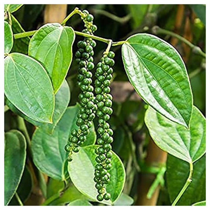 Green Piper Nigrum Plant Seeds – Pepper Plant Seeds, Heirloom &amp; Non-GMO Seeds for Planting | Neera Seeds product photo [neera-v4-0d650d0c54e7ce4f630c]