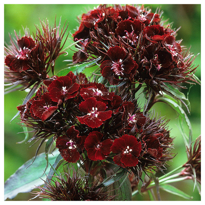 Maroon William Dianthus Flower Seeds for Planting - Heirloom Non-GMO High Germination Organic Garden Seeds | Neera Seeds product photo [neera-v4-0d673af3ede460e95df2]