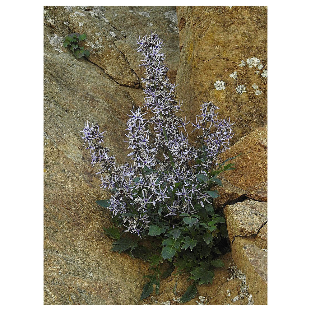 Blue Petromarula Pinnata Plant Seeds for Planting - Heirloom Non-GMO High Germination Organic Garden Seeds | Neera Seeds product photo [neera-v4-0d871f5199734ac71260]