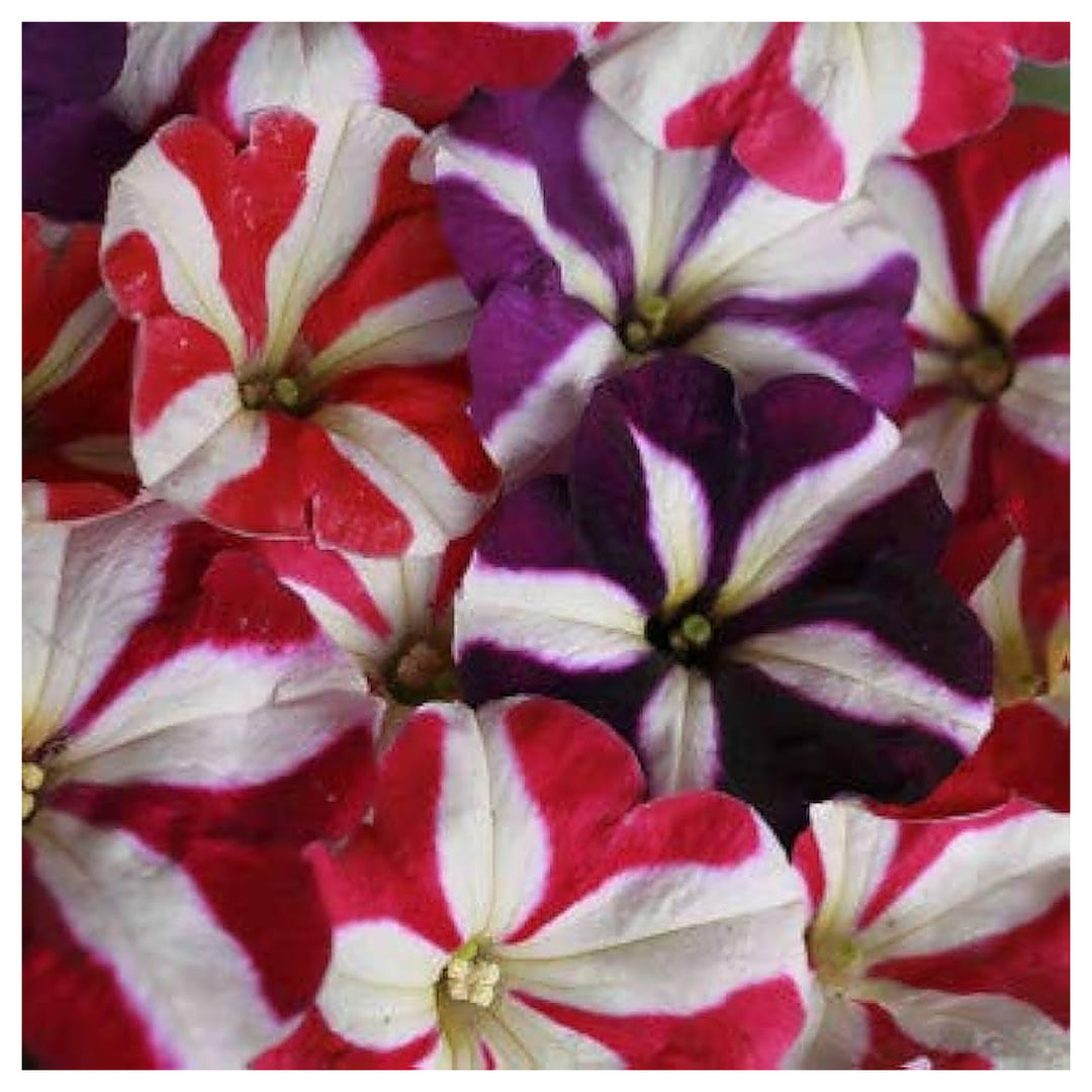 Hanging Petunia Flower Multicolor Balcony And Garden Planting Flower Seeds Home Garden | Neera Seeds product photo [neera-v4-0d9083321b9d31b88c07]