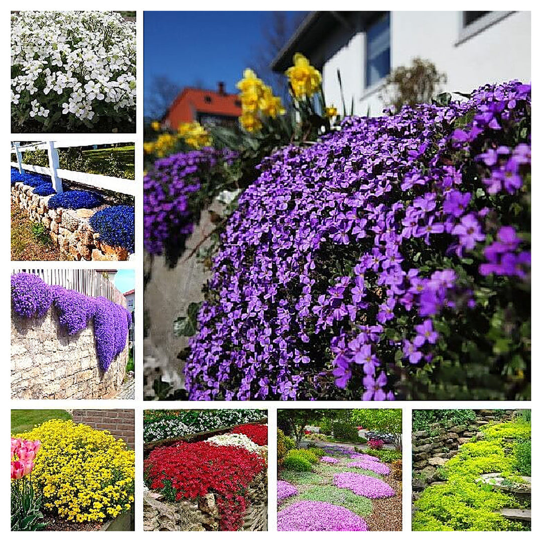 Creeping Thyme Flower Seeds Mix for Planting – Heirloom & Non-GMO Garden Seeds | Neera Seeds product photo [neera-v4-0d9191a3e99b567f2a28]