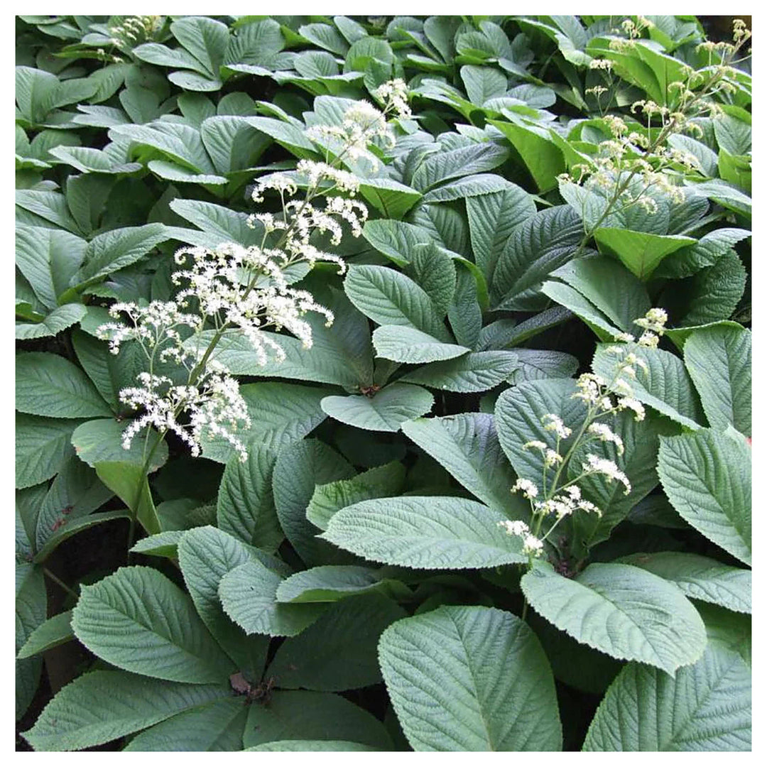 Heirloom Non-GMO Rodgersia Flower Seeds – Ornamental Perennial Flower Seeds for Planting | Neera Seeds product photo [neera-v4-0d92bf5ce760c5d01c07]