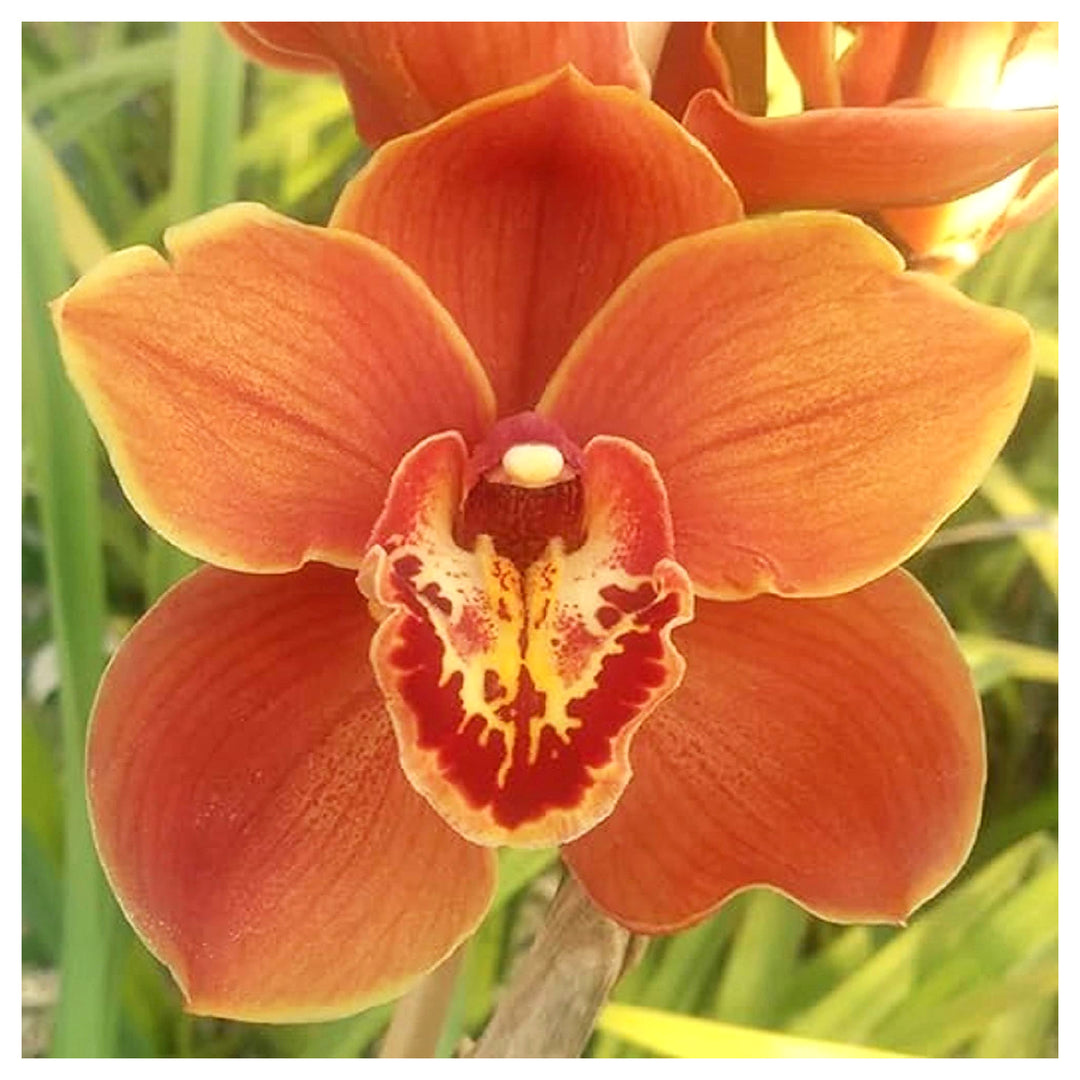 Orange Paphiopedilum Plant Seeds for Planting – NON GMO Heirloom Seeds, High Germination, Organic Garden | Neera Seeds product photo [neera-v4-0d944f66e3d38bee4c46]