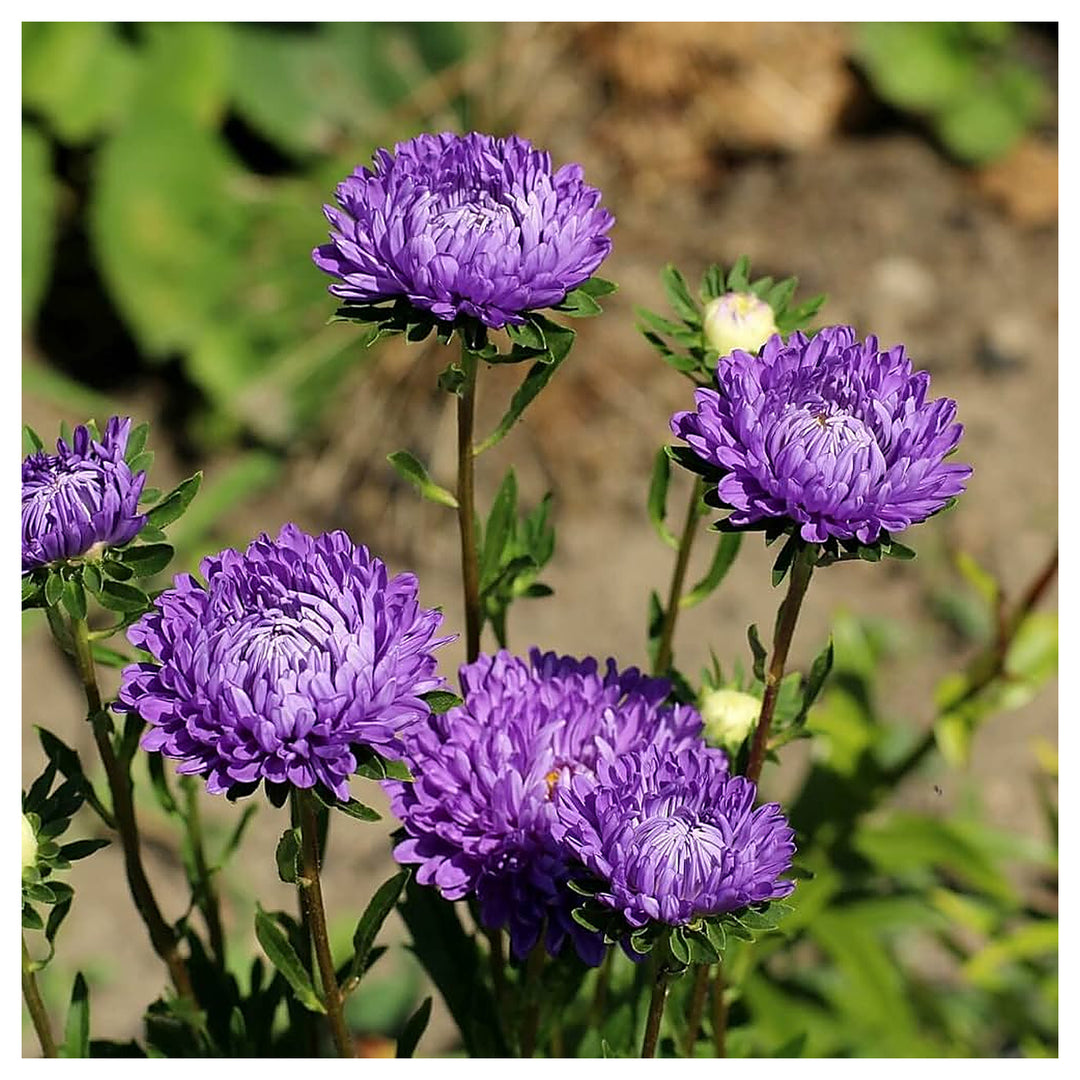 Aster Flower Aster Spp Planting Mixed Color Flower Seeds Home Garden Planting, Lush Organic | Neera Seeds product photo [neera-v4-0d9965c394bb9e36a2e1]