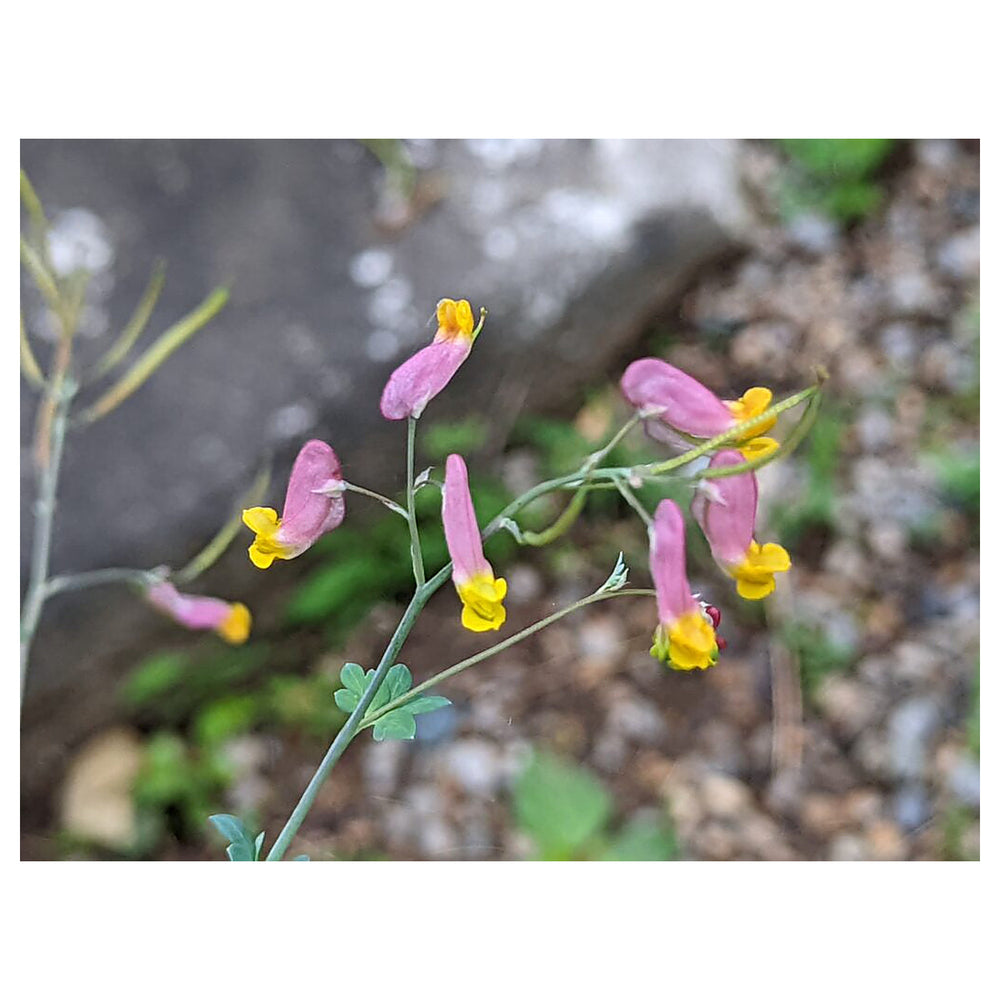 Heirloom Non-GMO Corydalis Sempervirens Flower Seeds for Planting – Hardy Fragrant Wildflower Garden Blooms | Neera Seeds product photo [neera-v4-0da1e00fde43169ced87]