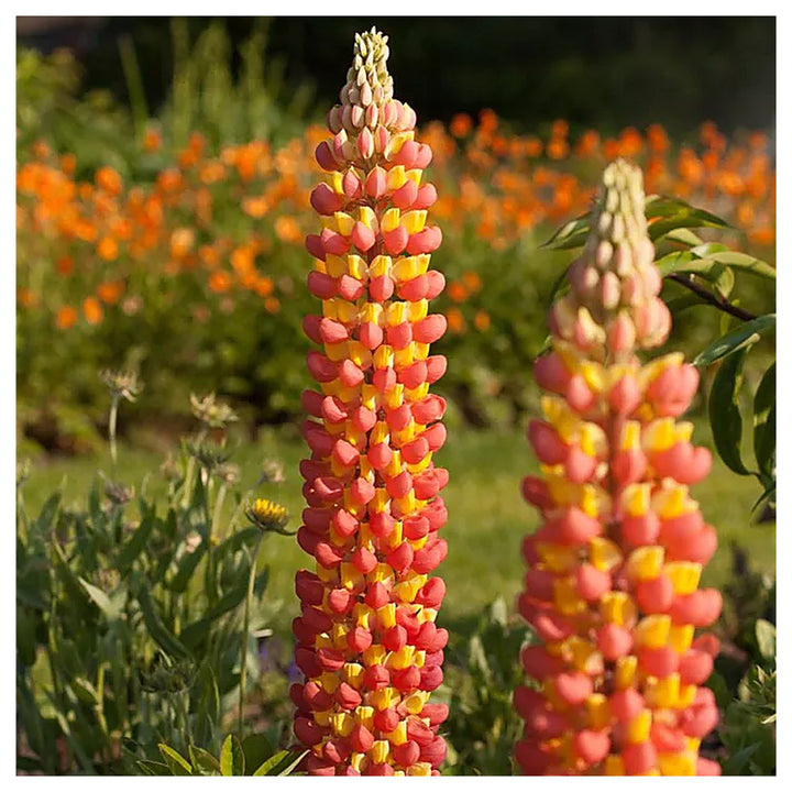 Orange Lupine Flower Seeds for Tall Spikes and Pollinator Garden Planting - Heirloom &amp; Non-GMO Garden Seeds | Neera Seeds product photo [neera-v4-0da97a2feb968b0f5b10]