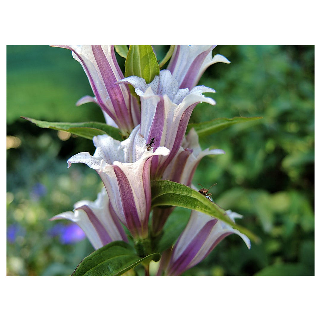 Lavender Gentiana Asclepiadea Seeds for Planting - Heirloom Non-GMO High Germination Organic Garden Seeds | Neera Seeds product photo [neera-v4-0dc057ea36c142b48050]