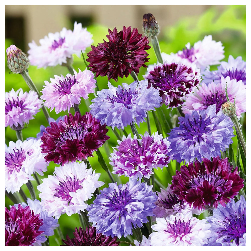 Cornflower Planting Seeds heirloom & Non-GMO Seeds | Neera Seeds product photo [neera-v4-0dcb6713e24a49a21d5a]