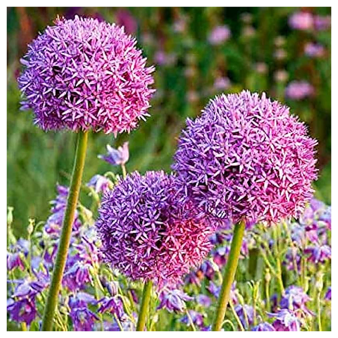 Giant Ornamental Allium Flower Seeds – Heirloom, Non-GMO, High Germination Organic Garden Seeds for Planting | Neera Seeds product photo [neera-v4-0def06b6e2ef115d0b73]