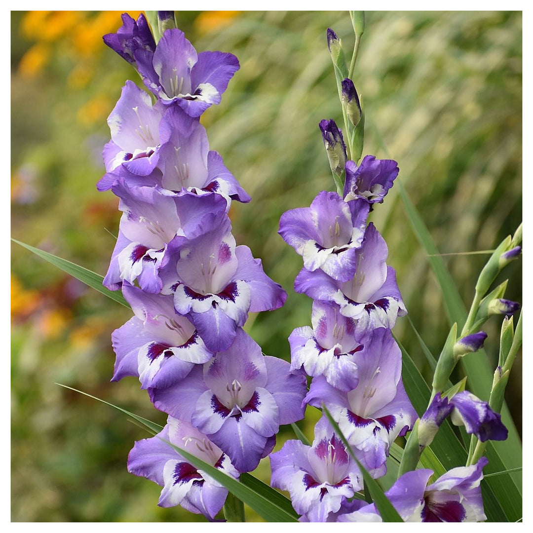 Heirloom Non-GMO Gladiolus Flower Seeds for Planting | Lavender Blooms | Organic Garden Seeds | High Germination | Neera Seeds product photo [neera-v4-0df4340b5f59f45754fb]