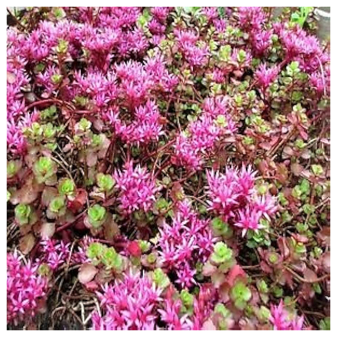 Pink Sedum Spurium Plant Seeds for Planting – NON GMO Seeds | Neera Seeds product photo [neera-v4-0e066dc1e94cebc6fdbf]
