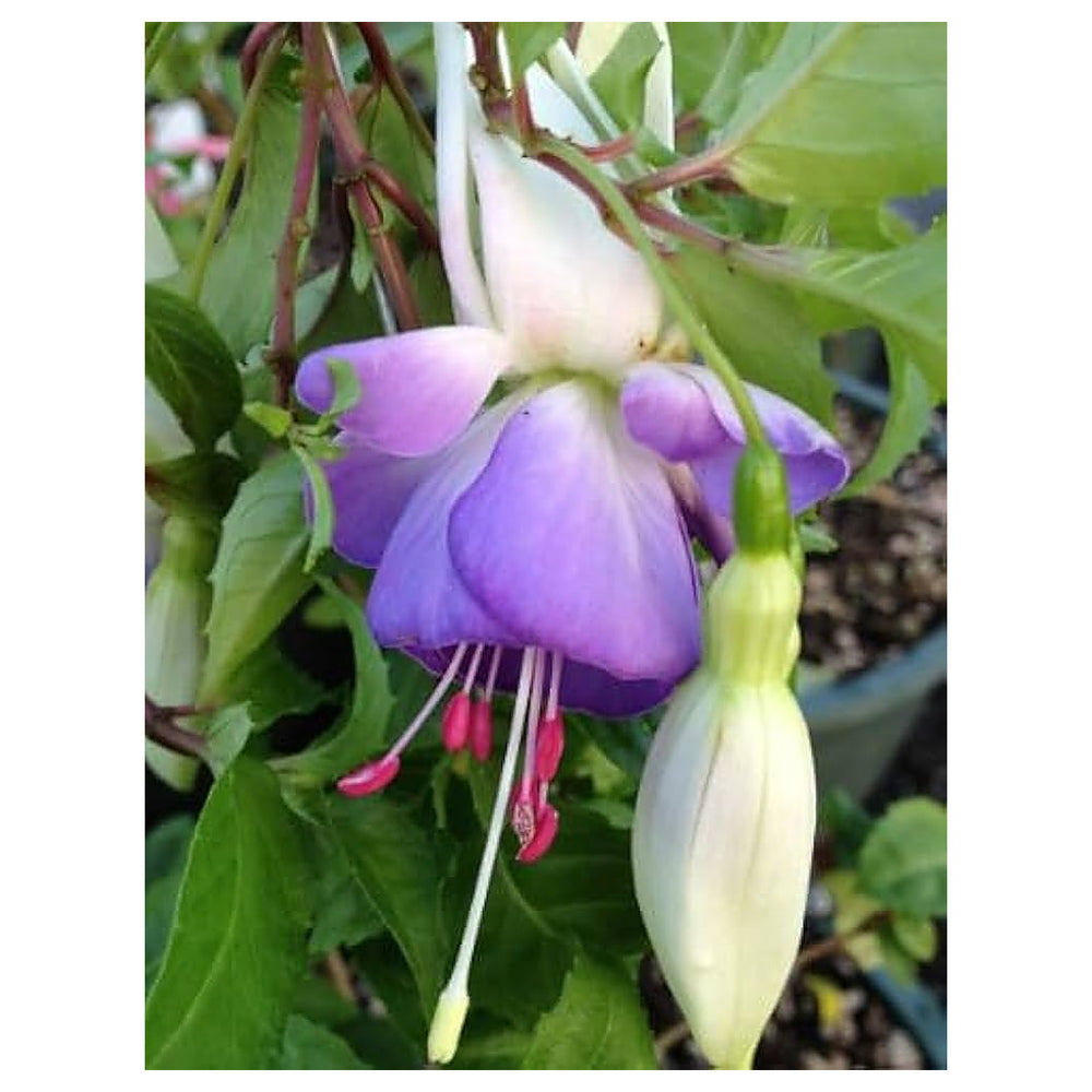 Fresh Fuchsia Flower Seeds for Planting – Violet White, Heirloom, Organic, Non-GMO Seeds | Neera Seeds product photo [neera-v4-0e131dacaaf348f1c8f1]