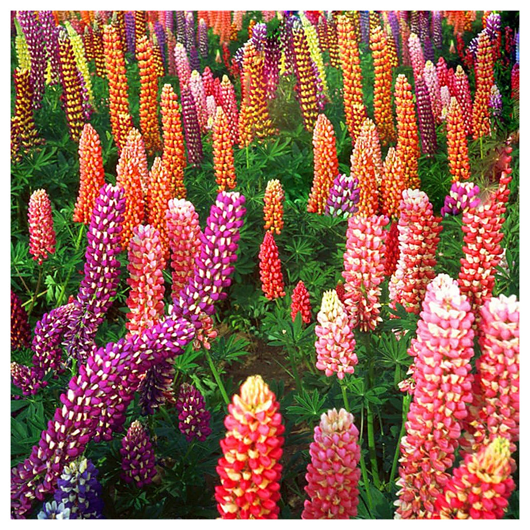 Russell Lupine Mix Lupinus Spp For Planting In Flower Bed Flower Seeds for Home Garden Planting, | Neera Seeds product photo [neera-v4-0e186fb56ade6943d918]