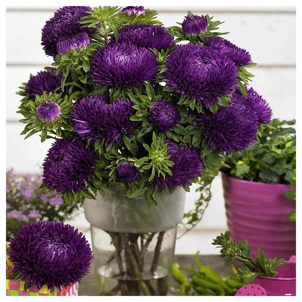 Heirloom Purple Callistephus Flower Seeds for Planting | Non-GMO Organic Garden Seeds | High Germination Elegant Bl | Neera Seeds product photo [neera-v4-0e46ea3091a71a1b1180]
