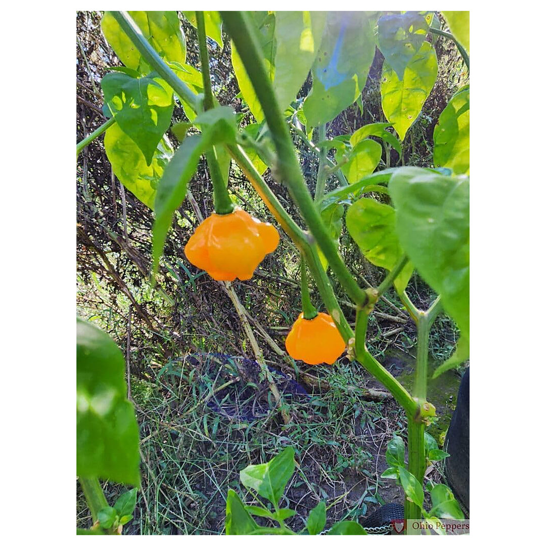 Scotch Bonnet Pepper Seeds for Gardening – Heirloom Non-GMO Organic Garden Seeds, High Germination | Neera Seeds product photo [neera-v4-0e5a952977db53d17abd]