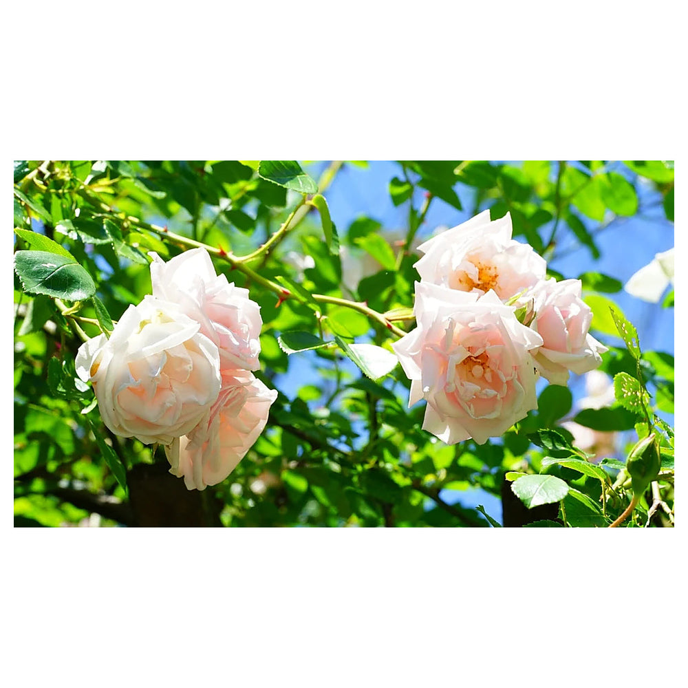 Pink Dawn Rose Plant Seeds for Planting Non-GMO Heirloom Garden Seeds for Growing Beautiful Flowers | Neera Seeds product photo [neera-v4-0e714aecfa0a3ab473ce]