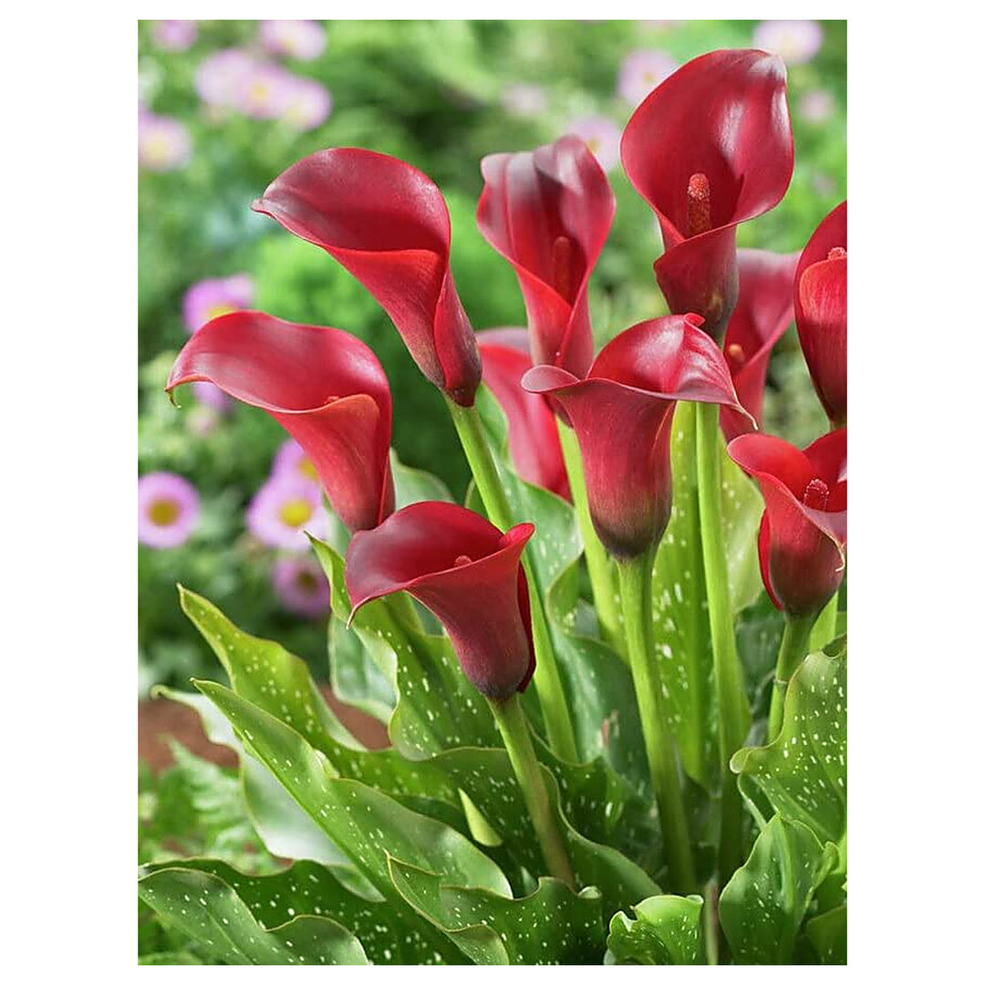 Red Black Rare Edged Calla Lily Balcony Pot Garden Planting Flower Seeds Home Garden | Neera Seeds product photo [neera-v4-0e74ecf00071dd6ec0e6]