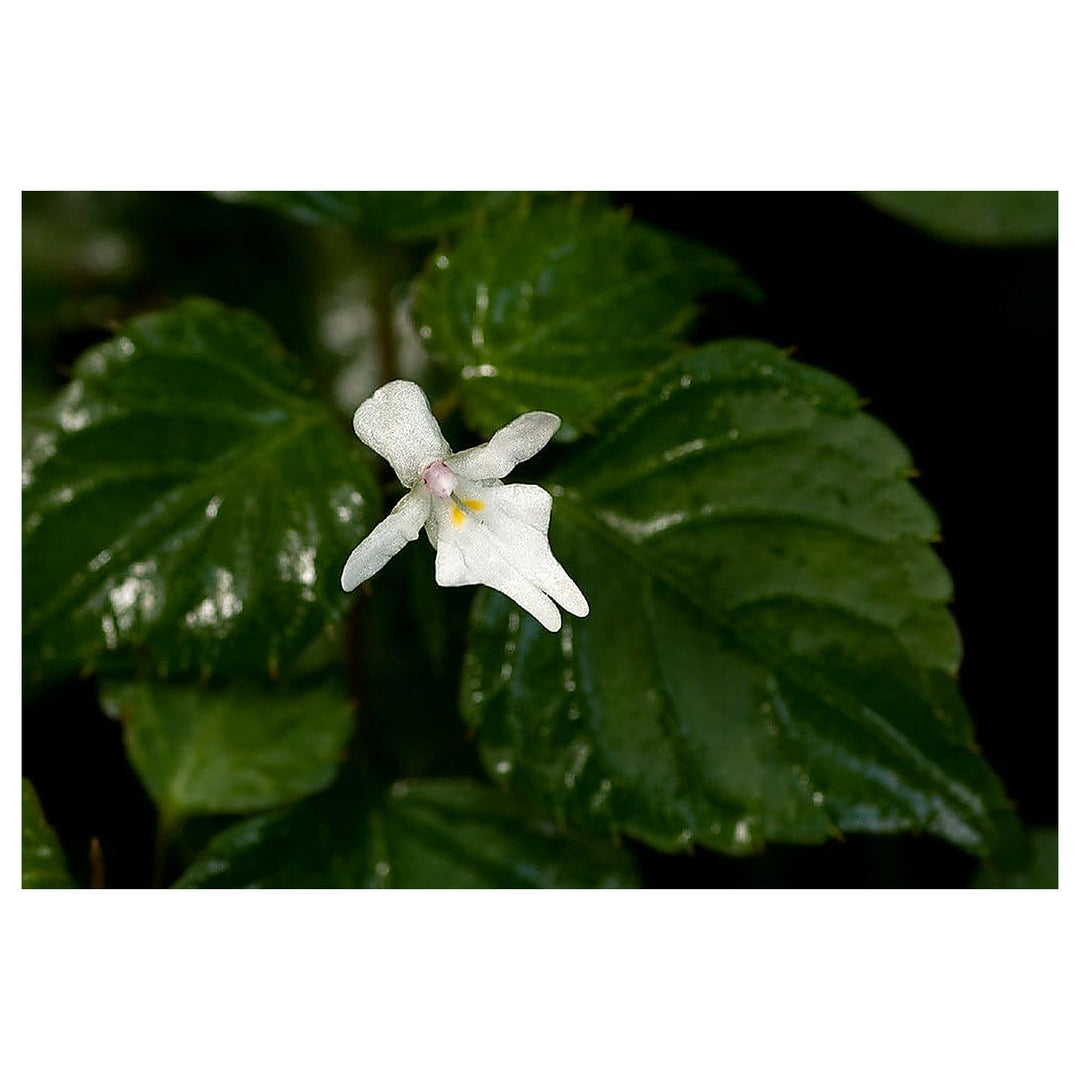 Heirloom Non-GMO Impatiens Bequaertii Flower Seeds for Planting – Rare Shade-Loving Seeds | Neera Seeds product photo [neera-v4-0e7c0611f9ad00d95382]