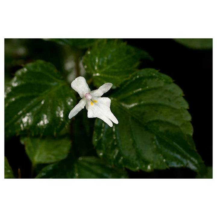 Heirloom Non-GMO Impatiens Bequaertii Flower Seeds for Planting – Rare Shade-Loving Seeds | Neera Seeds product photo [neera-v4-0e7c0611f9ad00d95382]