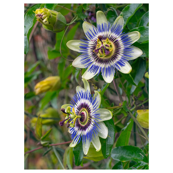 Yellow Violet Passion Flower Seeds for Planting – Heirloom, Non-GMO, High Germination Exotic Climbing Vine Seeds | Neera Seeds product photo [neera-v4-0ebf3142170262280103]