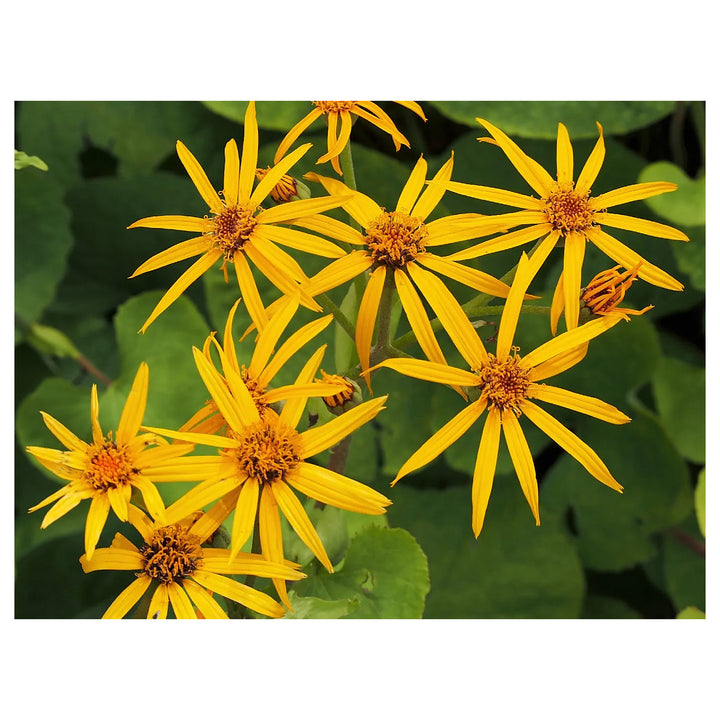 Heirloom Ligularia Dentata Flower Seeds, Non-GMO Bold Foliage and Blooms for Shaded Garden Planting | Neera Seeds product photo [neera-v4-0ec004c0d7dbf75634cb]