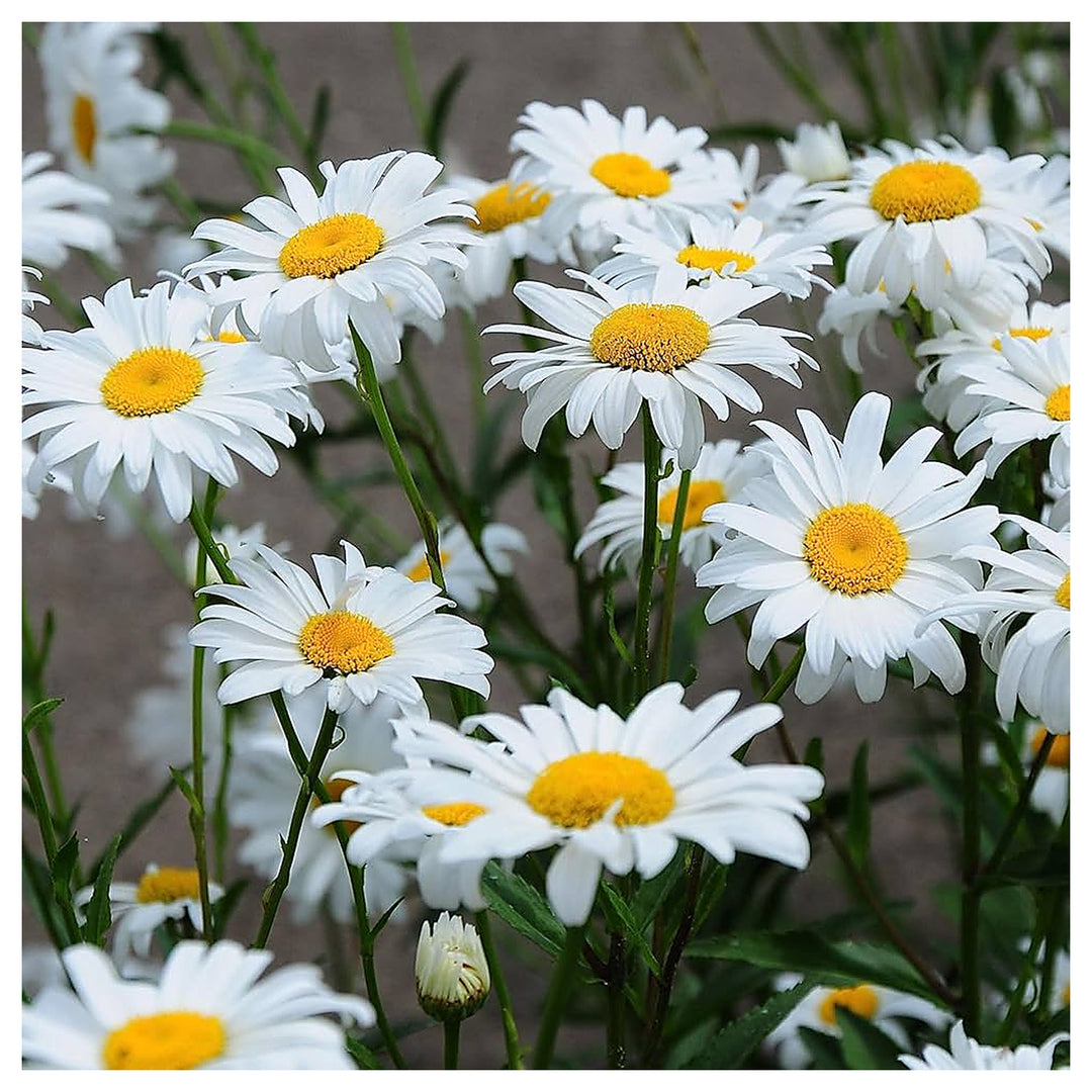Pink Chrysanthemum Marigold Daisy Perennial Flower Mix Flower Seeds for Home Garden Planting, | Neera Seeds product photo [neera-v4-0eccb945961707d8ba72]