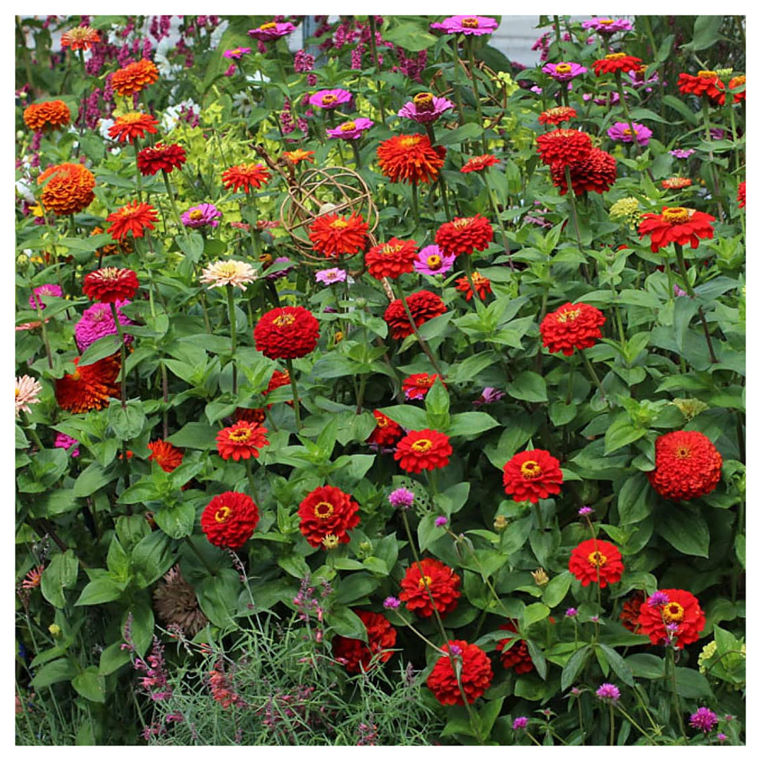Light Red Zinnia Flower Seeds for Planting – Heirloom, Non-GMO, High Germination Bright Annual Garden Bloom Seeds | Neera Seeds product photo [neera-v4-0ecd8291053e43befdaf]