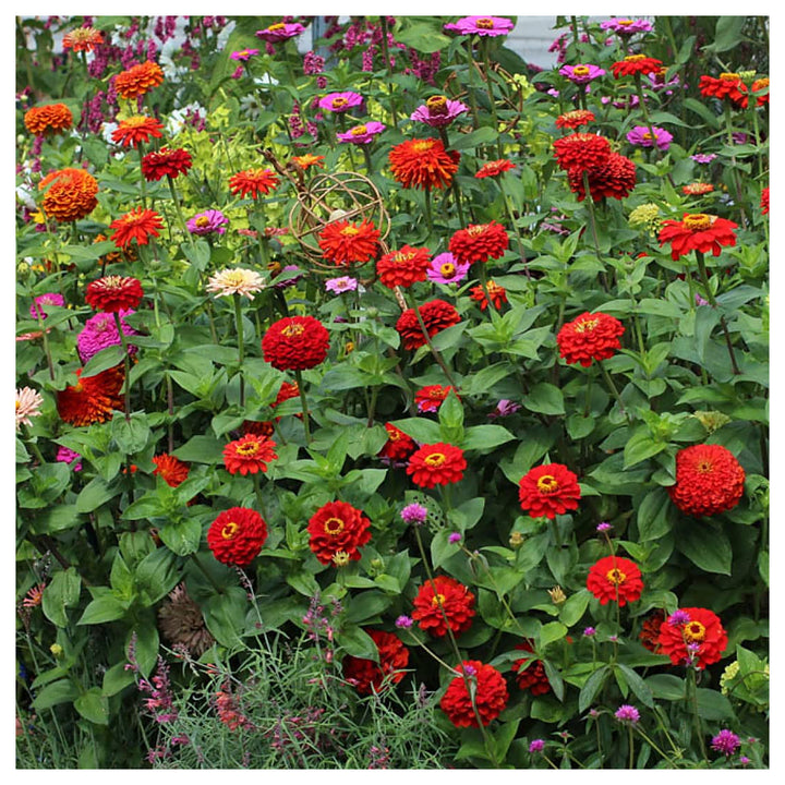 Light Red Zinnia Flower Seeds for Planting – Heirloom, Non-GMO, High Germination Bright Annual Garden Bloom Seeds | Neera Seeds product photo [neera-v4-0ecd8291053e43befdaf]