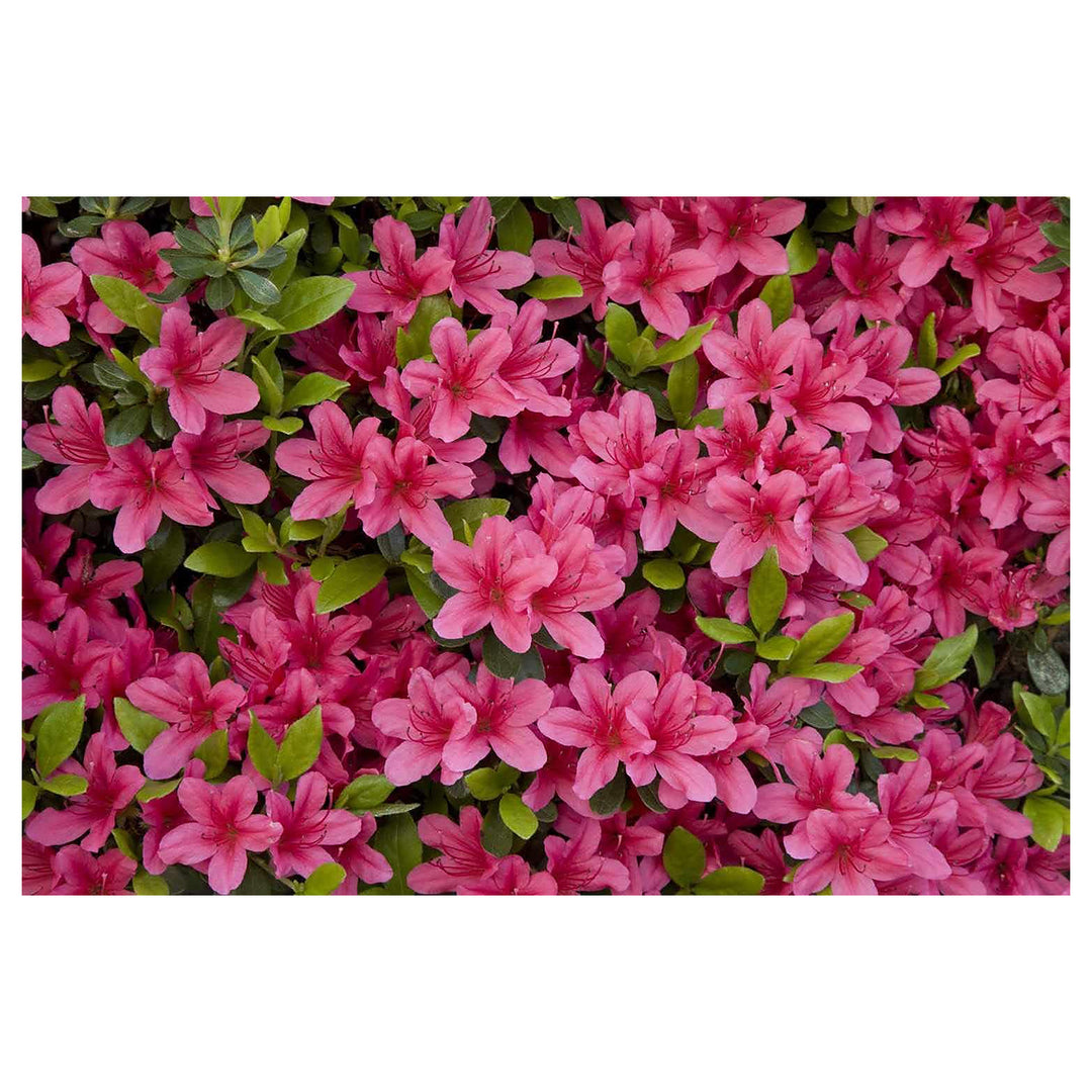 Heirloom Non-GMO Azalea Flower Seeds for Planting – Colorful Ornamental Shrub Seeds, High Germination | Neera Seeds product photo [neera-v4-0ece420cc9f591bac90b]