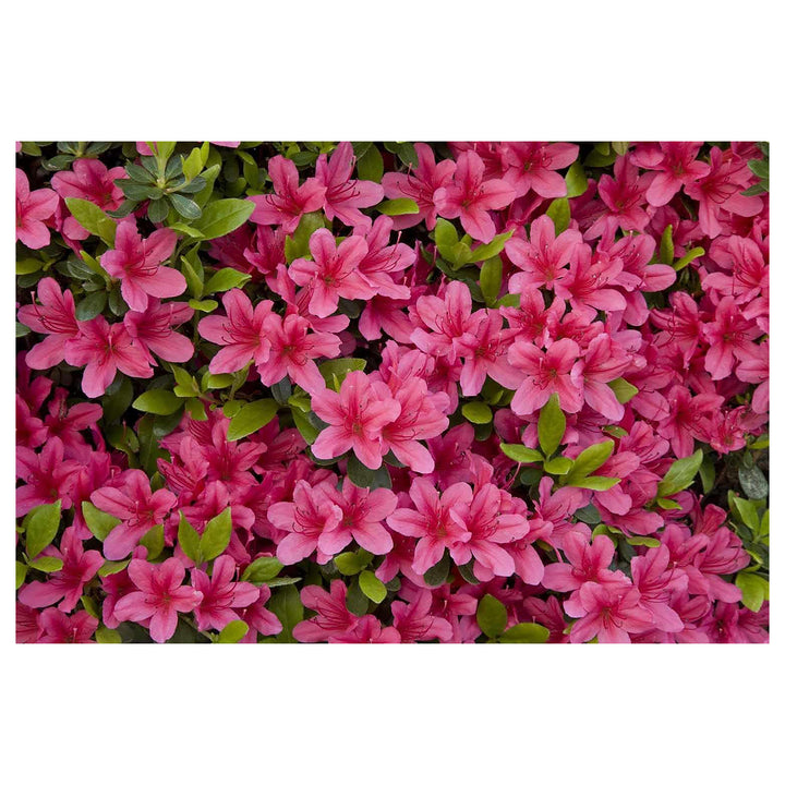 Heirloom Non-GMO Azalea Flower Seeds for Planting – Colorful Ornamental Shrub Seeds, High Germination | Neera Seeds product photo [neera-v4-0ece420cc9f591bac90b]
