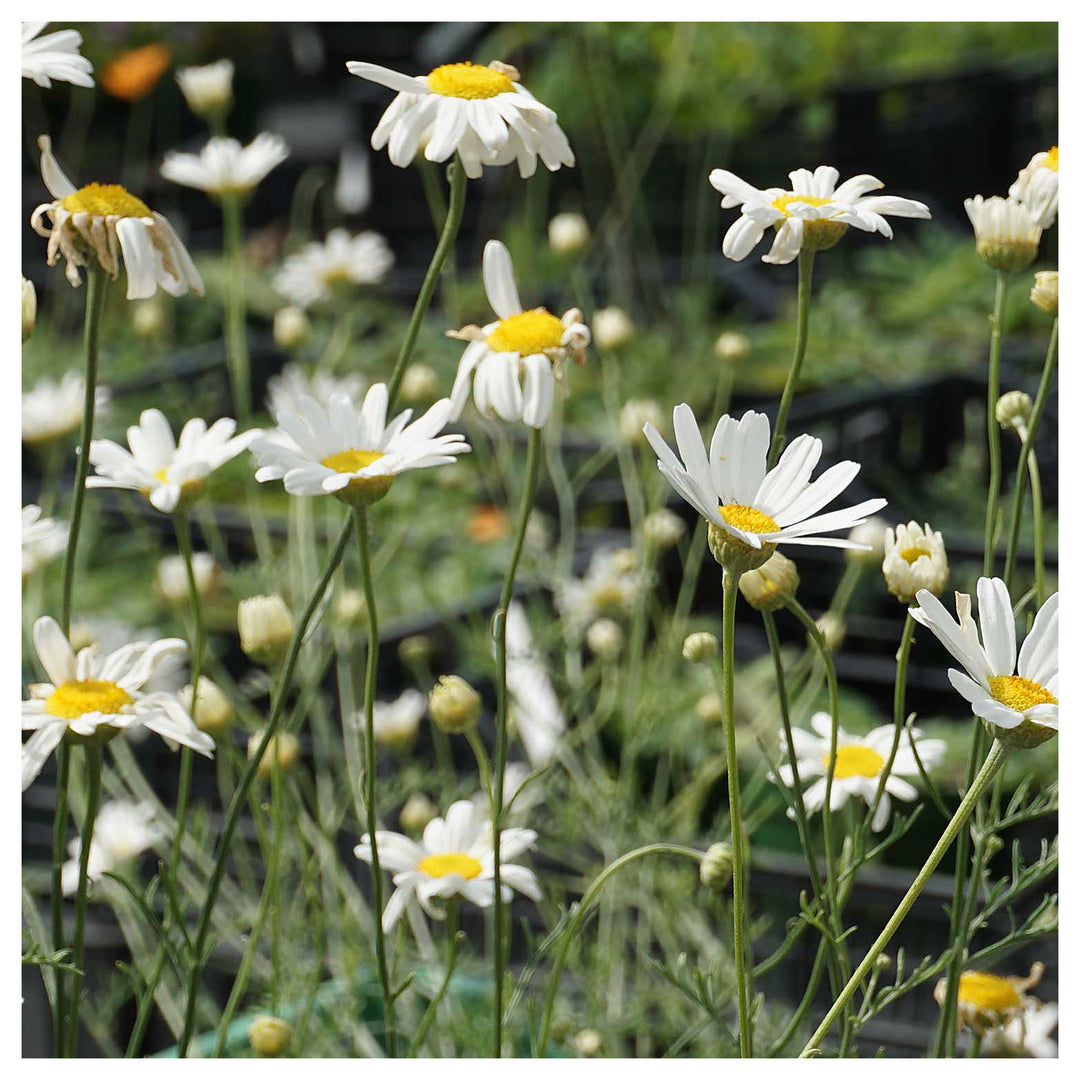 Heirloom White Cinerariifolium Flower Seeds, Non-GMO Natural Insect-Repellent Blooms for Garden Planting | Neera Seeds product photo [neera-v4-0ece4706c46ba31a000f]
