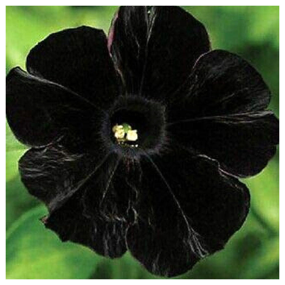 Black Cat Petunia Seeds for Planting – Heirloom Non-GMO High Germination Organic Garden Flower Seeds | Neera Seeds product photo [neera-v4-0ed0c389b1f730f396cb]