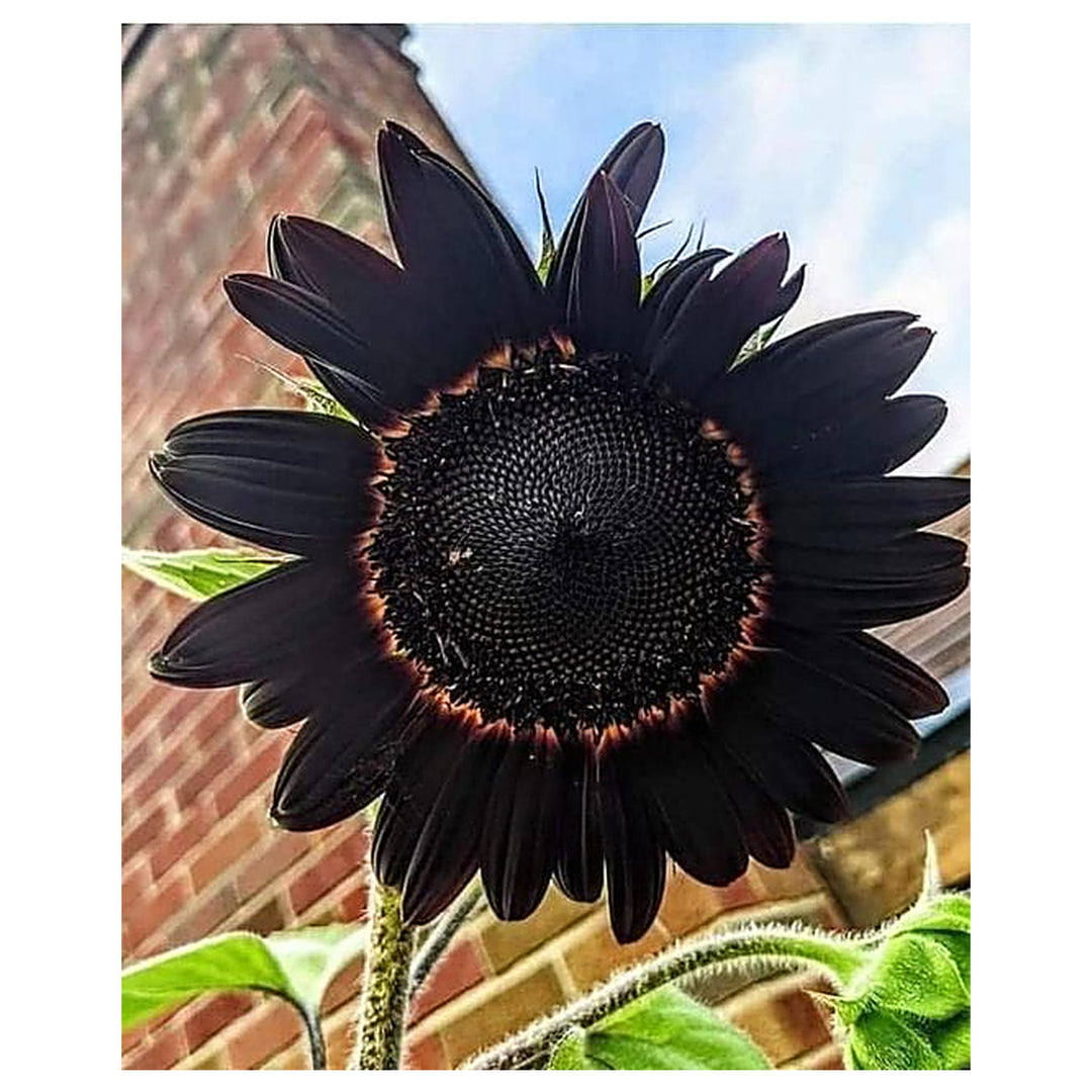 Organic Heirloom Non-GMO Black Sunflower Seeds for Planting – Unique Garden Blooms | Neera Seeds product photo [neera-v4-0ed47d1ed706e8e4fde6]