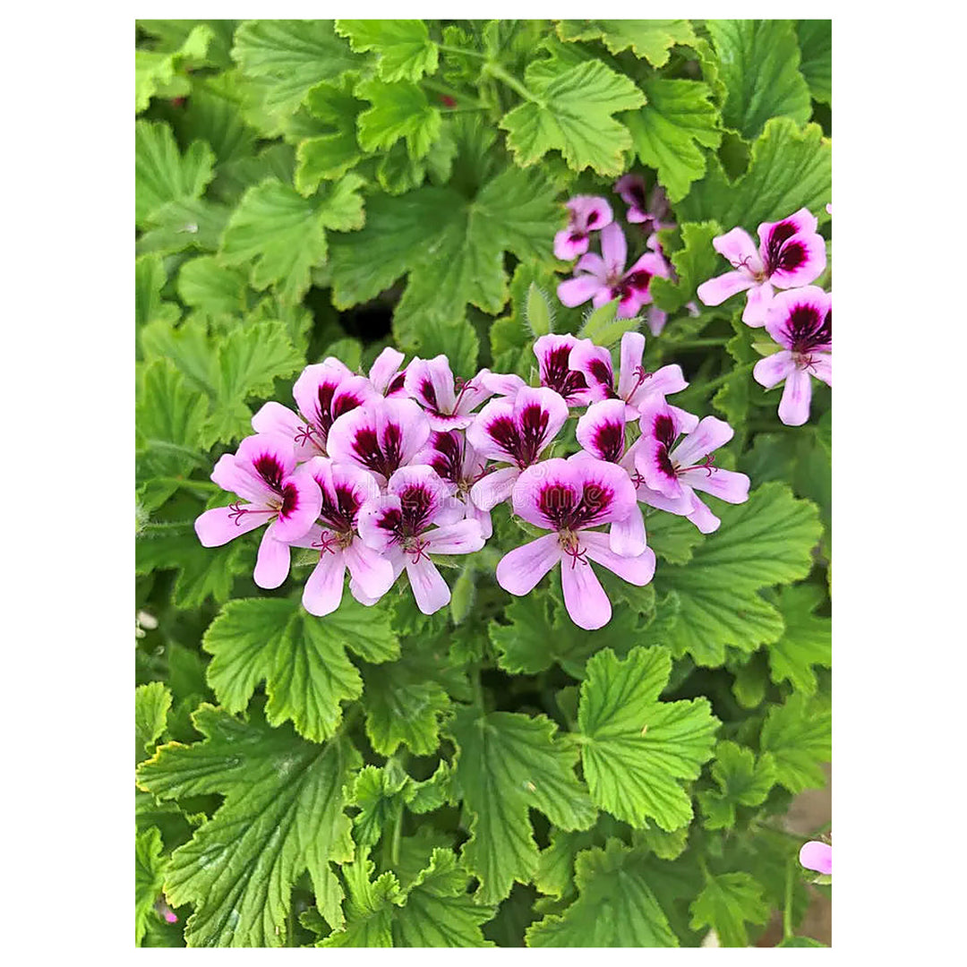 Vibrant Purple & Pink Geranium Flower Seeds for Planting – Heirloom, Non-GMO, High Germination Colorful Garden Bloo | Neera Seeds product photo [neera-v4-0edad5a6fbfd63f74f85]