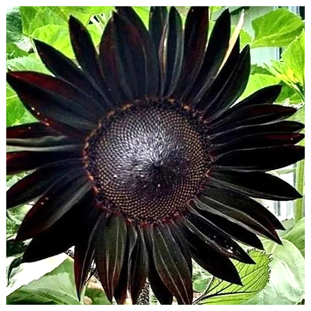 Organic Heirloom Non-GMO Black Sunflower Seeds for Planting – Unique Garden Blooms | Neera Seeds product photo [neera-v4-0ee2b23635ef708a5971]