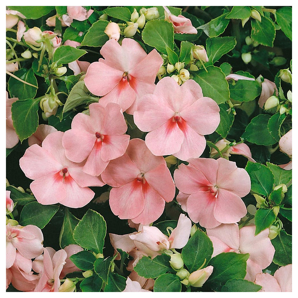 Pink Lizzie Flower Seeds for Planting – Vibrant Impatiens Seeds for Home Garden & Landscaping | Neera Seeds product photo [neera-v4-0ef555b3568423434d82]
