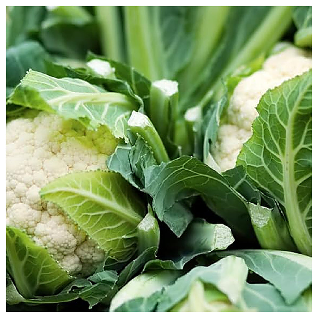 Cauliflower Snowball Seeds – Heirloom, Fast-Growing, High-Yield Variety | Neera Seeds product photo [neera-v4-0ef87aefe8a06a72b864]