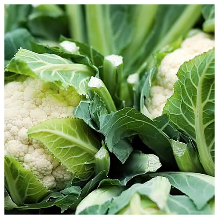 Cauliflower Snowball Seeds – Heirloom, Fast-Growing, High-Yield Variety | Neera Seeds product photo [neera-v4-0ef87aefe8a06a72b864]