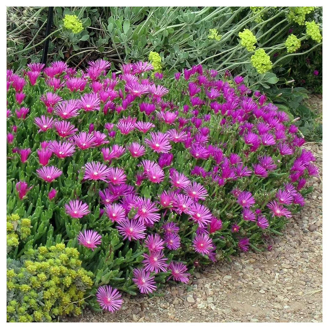 Organic Heirloom Non-GMO Lavender Delosperma Seeds for Planting – Succulent Blooms | Neera Seeds product photo [neera-v4-0efadc40dbd9ea5aeeb2]