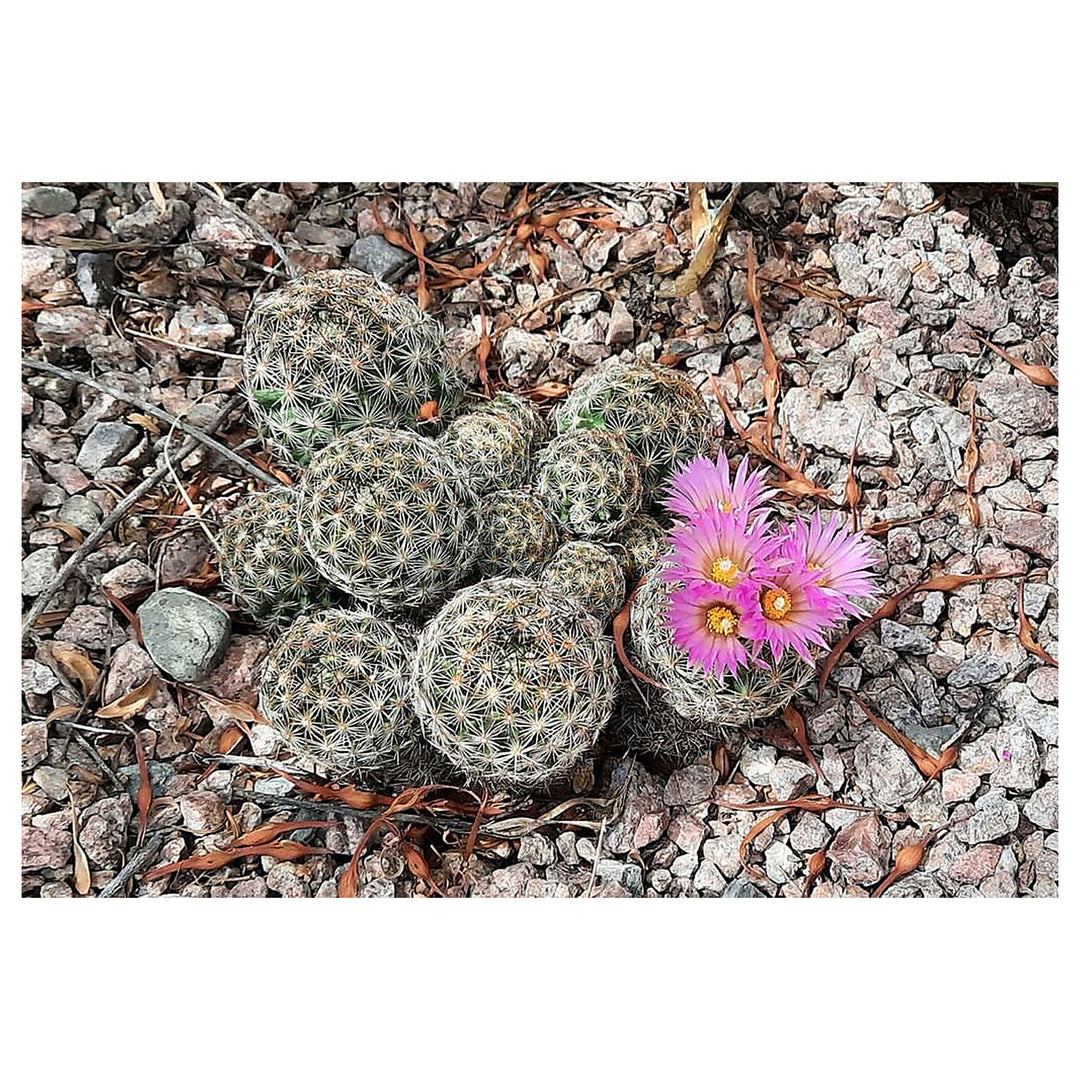 Heirloom Escobaria Vivipara Flower Seeds for Planting – Non-GMO, Organic Garden Seeds with High Germination | Neera Seeds product photo [neera-v4-0efdff385fe56f54c413]