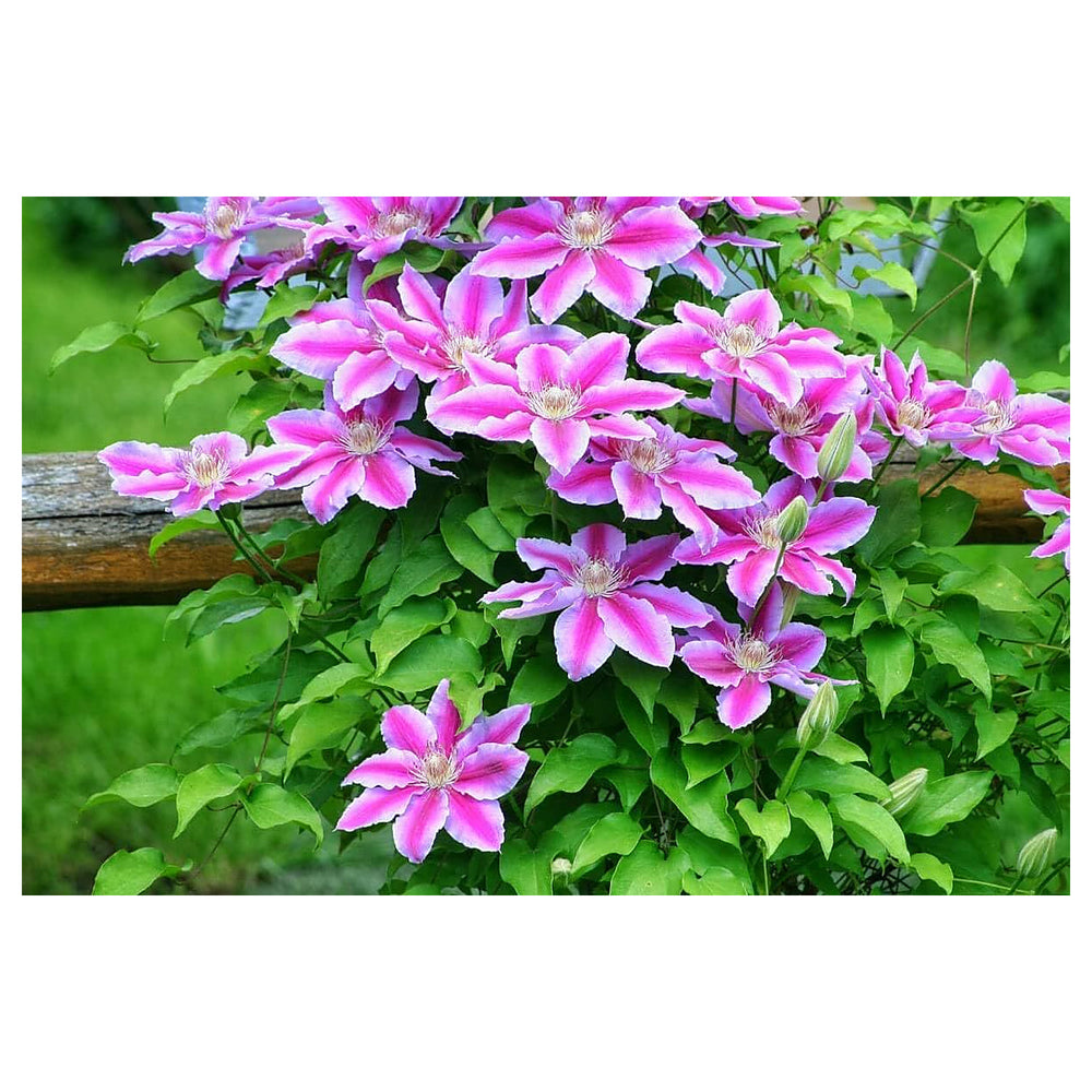 Perennial Vine Climbing Flower Seeds for Planting – Non-GMO Heirloom Organic Garden Seeds, High Germination | Neera Seeds product photo [neera-v4-0f1b7a821fb94ebc7308]