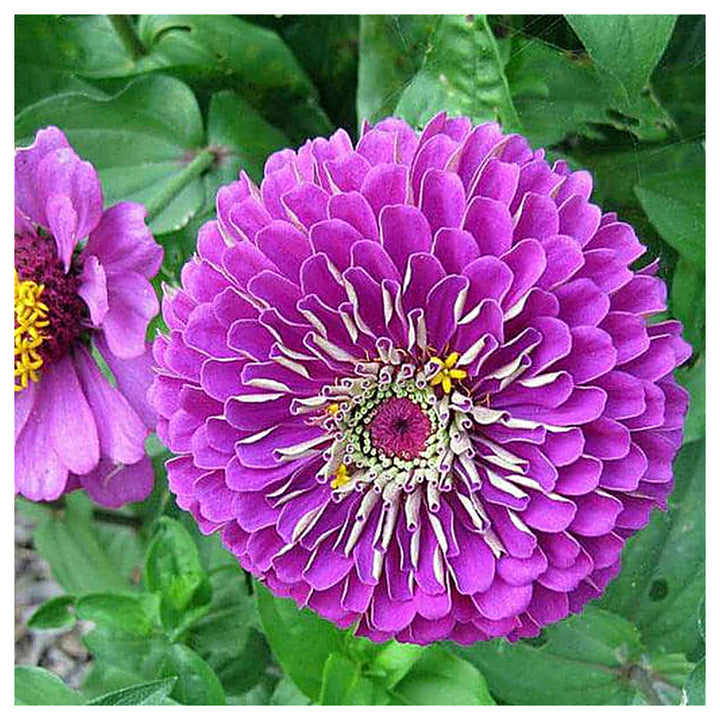 Deep Purple Zinnia Flower Seeds for Planting – Non-GMO, Heirloom, Vibrant Blooms | Neera Seeds product photo [neera-v4-0f242077233fdb2b75ec]
