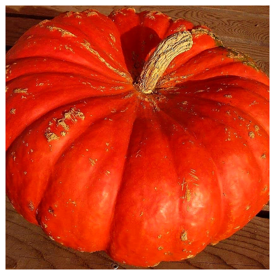 Red Pumpkin Seeds for Planting – 100 pcs Heirloom, Non-GMO, High Germination Organic Garden Vegetable Seeds | Neera Seeds product photo [neera-v4-0f26b52151bcead20ac5]