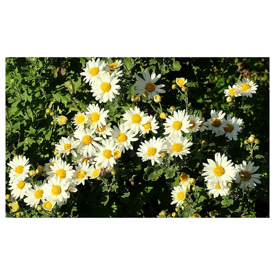 White Paludosum Flower Seeds for Planting – Heirloom, Non-GMO, High Germination Organic Garden Seeds | Neera Seeds product photo [neera-v4-0f2f23dde762d16036ec]