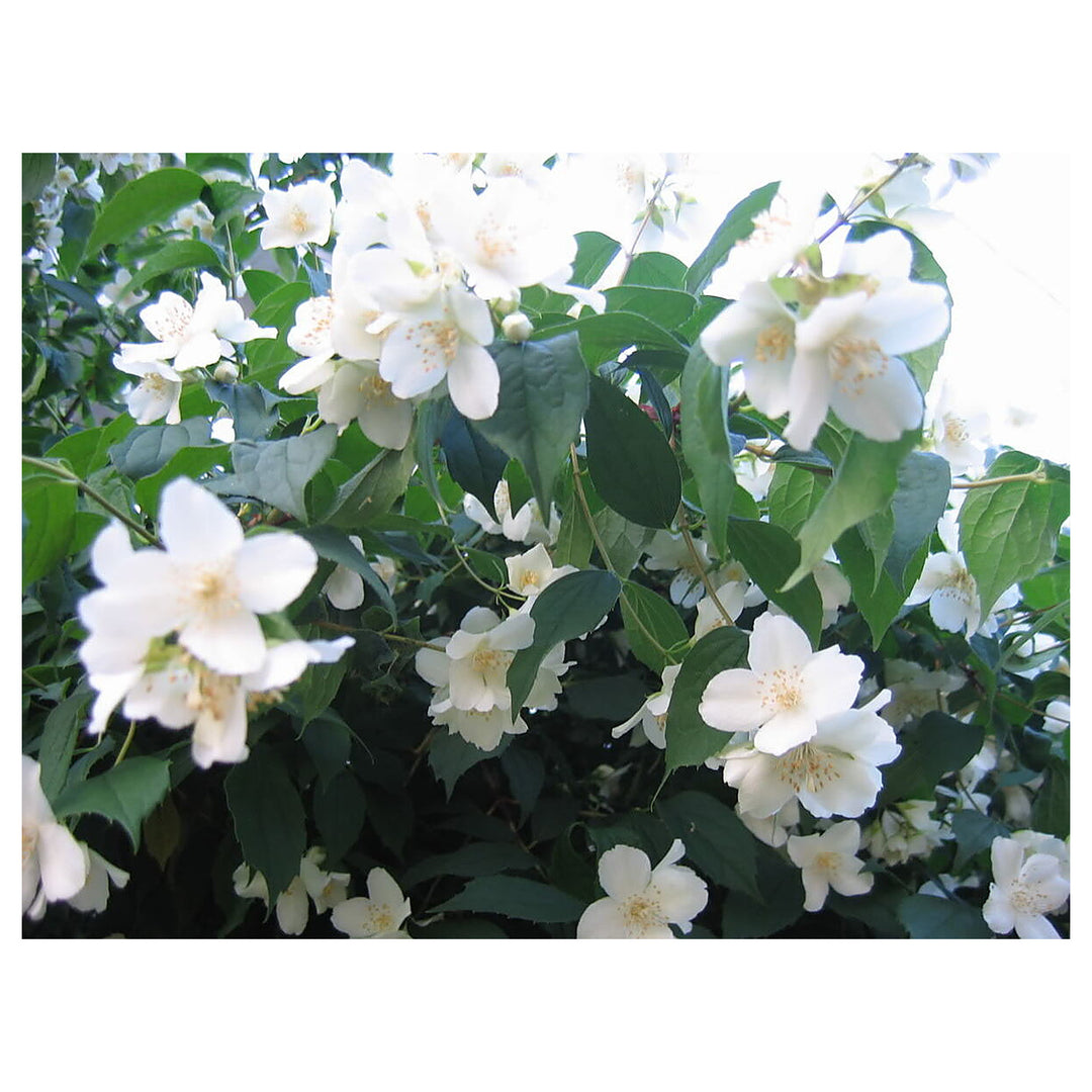 Philadelphus Coronarius Seeds for Planting – Heirloom, Non-GMO, High Germination Fragrant Garden Blooms | Neera Seeds product photo [neera-v4-0f3b574f8d2b5e673363]